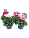 Cyclamen persicum - mélange