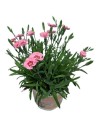 Dianthus caryophyllus 'Peach Party'
