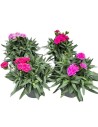 Dianthus caryophyllus - mélange
