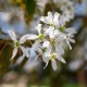 Amelanchier rotundifolia (Amélanchier à feuilles rondes)