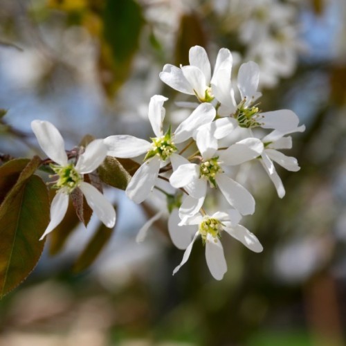 Amelanchier spicata