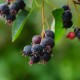 Amelanchier rotundifolia (Amélanchier à feuilles rondes)