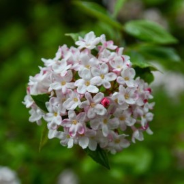 Viburnum mariesii greatstar