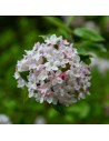 Viburnum burkwoodii