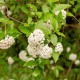 Viburnum burkwoodii