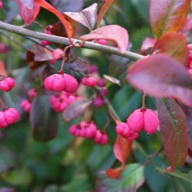 Euonymus japonica aurea