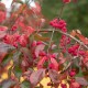 Euonymus japonica aurea