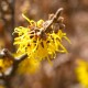 Hamamelis x intermedia 'Arnold Promise'