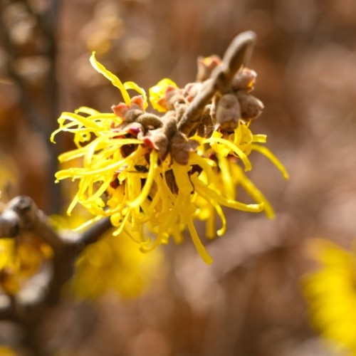 Hamamelis x intermedia 'Arnold Promise'