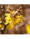 Hamamelis x intermedia 'Arnold Promise'