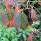 Hamamelis x intermedia 'Arnold Promise'