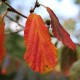 Hamamelis x intermedia 'Arnold Promise'