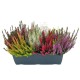 Calluna vulgaris ´Beauty Ladies Mosaica'