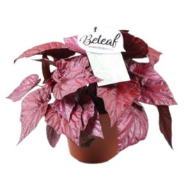 Begonia beleaf