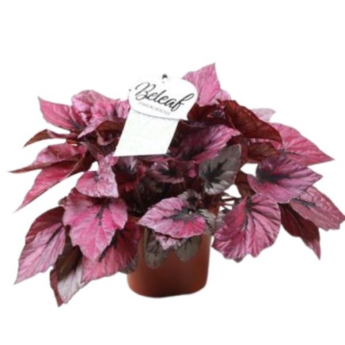 Begonia beleaf indian