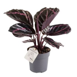 Calathea dotti