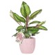 Calathea rosa 'Beauty Star' en céramique