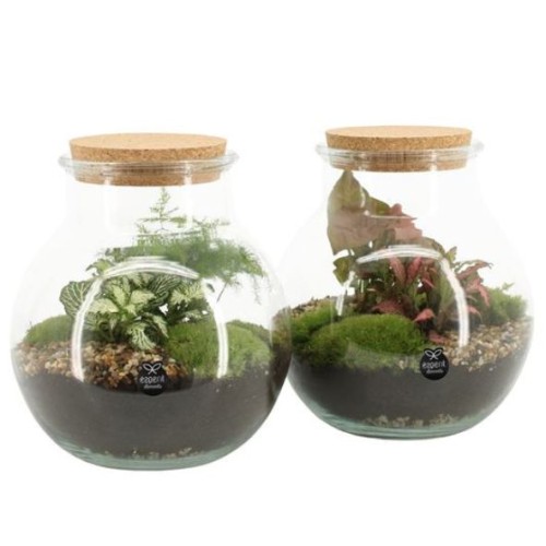 Terrarium arrangement