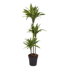 Dracaena lemon lime