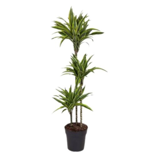 Dracaena