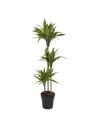 Dracaena lemon lime