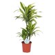 Dracaena lemon lime