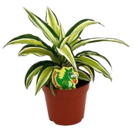 Dracaena malaika