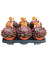 Echeveria 'Mina'