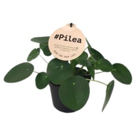 Pilea peperomoides