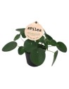 Pilea peperomoides