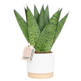 Sansevieria en céramique