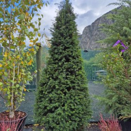 Taxus baccata fastigiata robusta