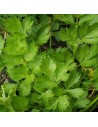 Levisticum officinale - Livèche - Ache de montage