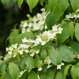 Viburnum ( Maries)