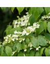 Viburnum plicatum 'Mariesii' - Viorne de Chine