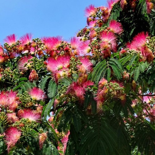 Albizia julibrissin