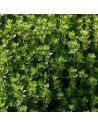 Thymus citriodorus - Thym citron