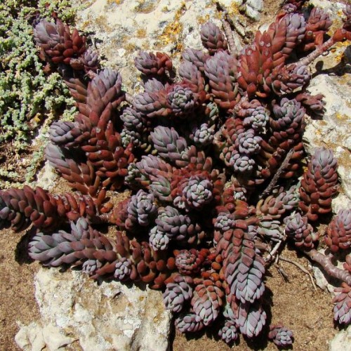 Sedum reflexum