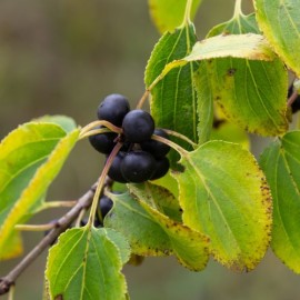 Rhamnus cathartica (nerprun)