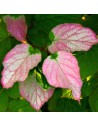 Actinidia kolomikta - Kiwi ornemental