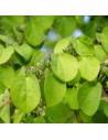 Cercidiphyllum japonicum - Arbre à caramel