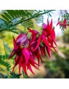 Clianthus puniceus 'Kaka King' - Bec de perroquet
