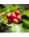 Crataegus coccinea - Aubépine écarlate