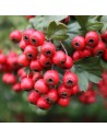 Crataegus monogyna - Aubépine blanche