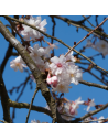 Prunus subhirtella 'Automnalis Rosea' - Cerisier du Japon