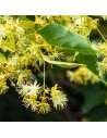 Tilia hybride 'Argentea' - Tilleul argenté