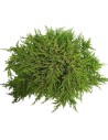 Juniperus communis 'Lemon Carpet' - Genévrier