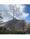 Platanus x acerifolia - Platane à feuilles d'érable