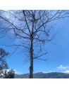 Platanus x acerifolia - Platane à feuilles d'érable