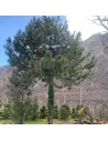 Pinus nigra 'Austriaca' - Pin noir d’Autriche